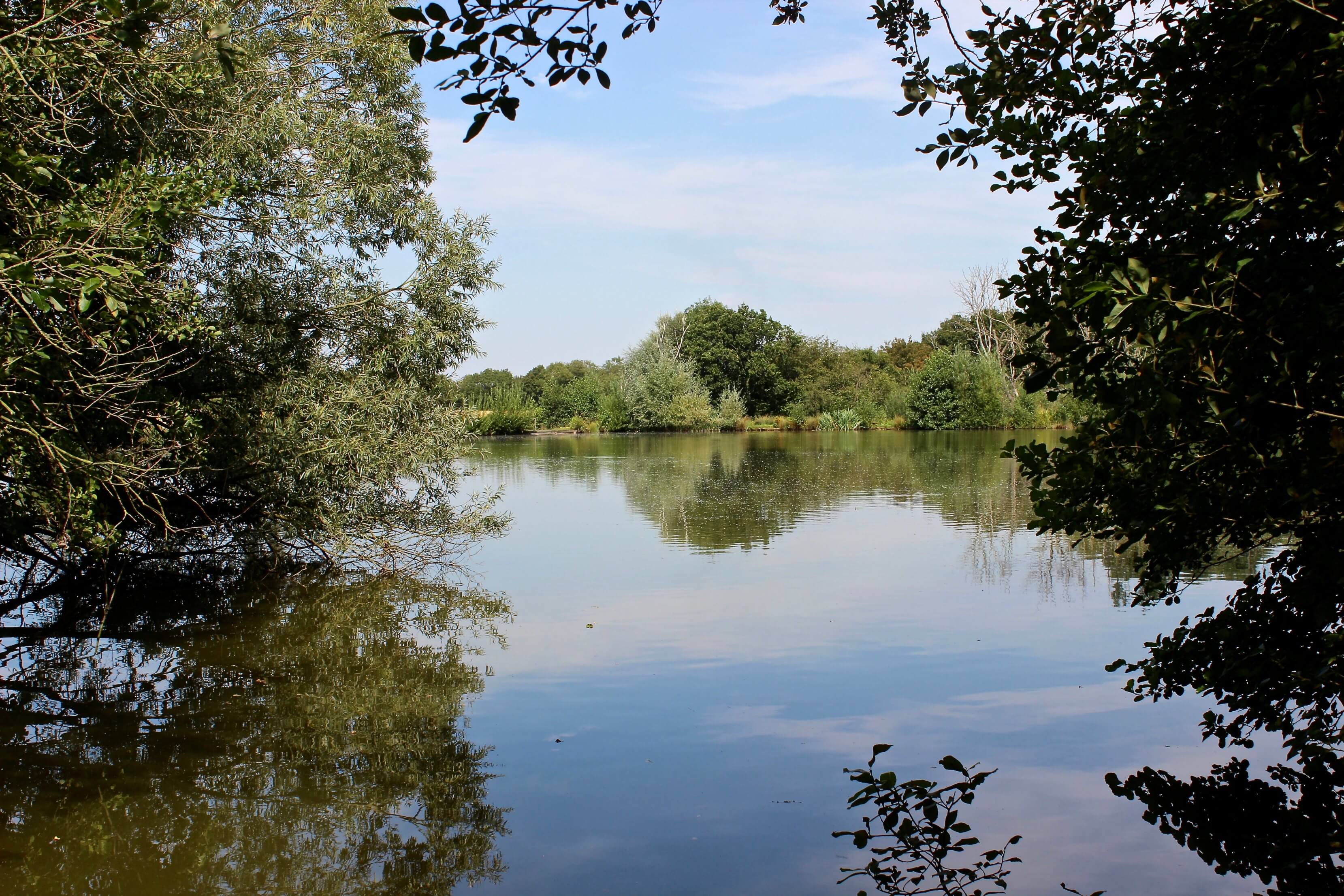 Crow Green Fishery Catfish and Carp Fishing in Essex
