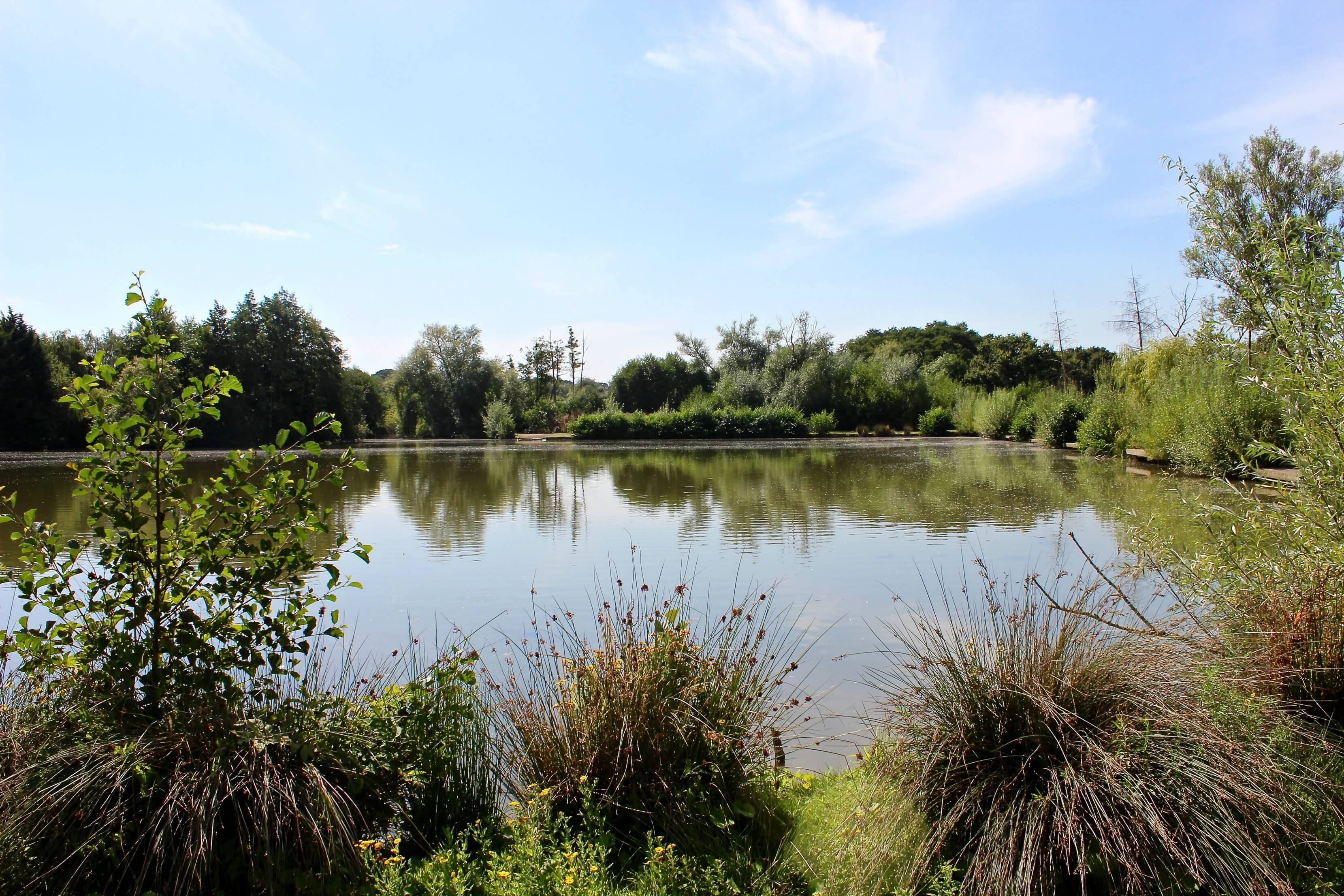 Crow Green Fishery Catfish and Carp Fishing in Essex